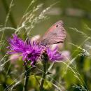 Bunte Wiesenblumen Samenmischung